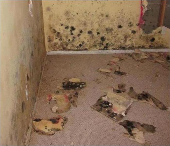A drywall covered with black mold