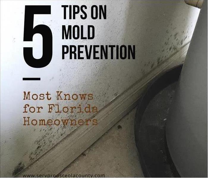 5 tips on mold prevention picture with household mold in the back ground