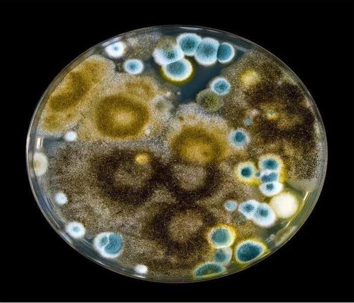 Mold growing in a circular formation